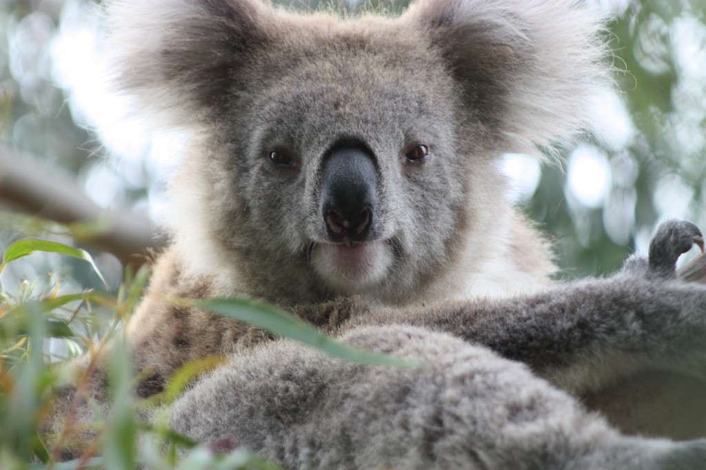 Koala at the San Diego Zoo