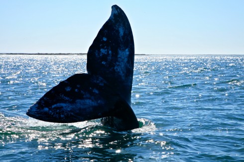 Gray Whale Migration San Diego