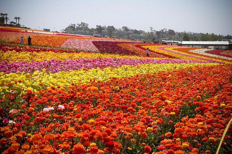 Carlsbad Flower Fields