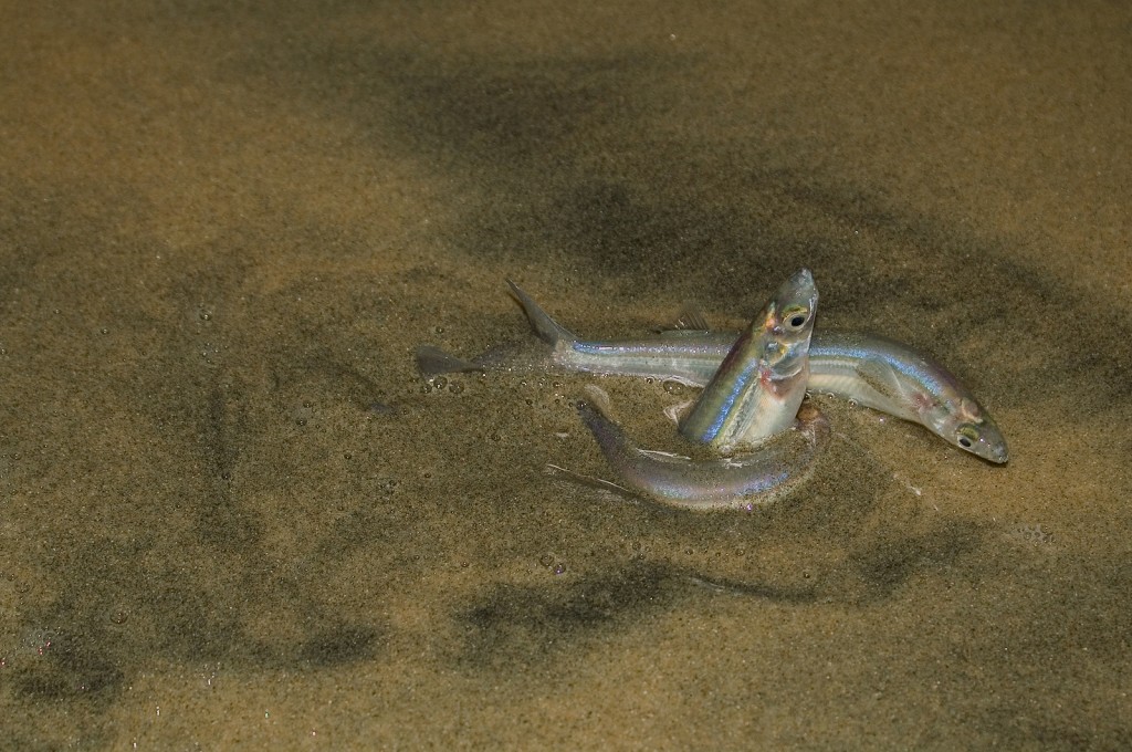 San Diego run of the California grunion